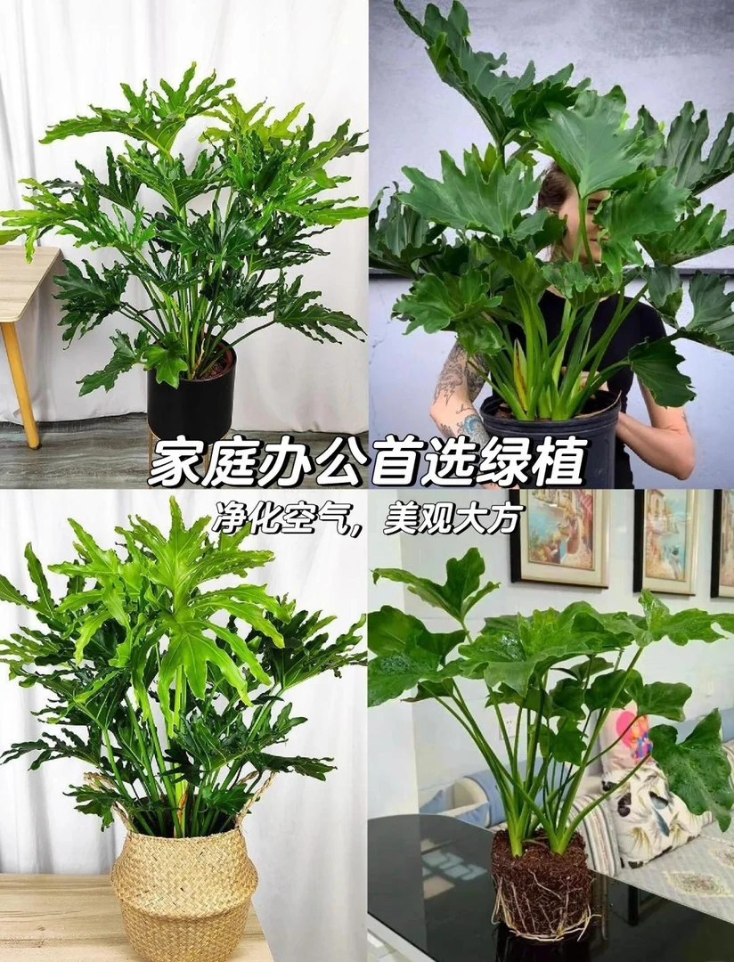 【新号破价】吸甲醛多年生净化空气四季常青土培水培好养居家绿植