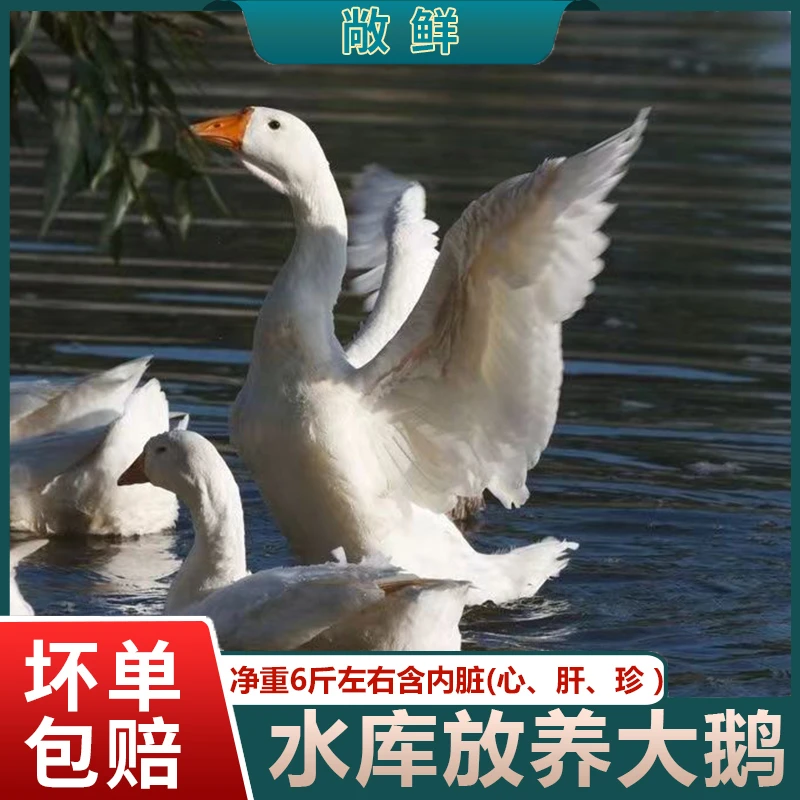 c水库散养大白鹅大鹅青年鹅现宰现发净重6斤左右 带心肝胗