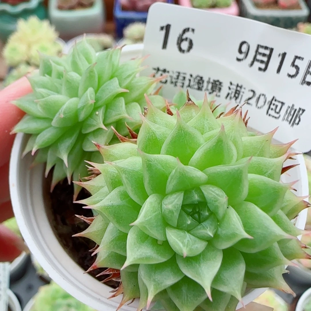 花语逸镜0915-16海王散