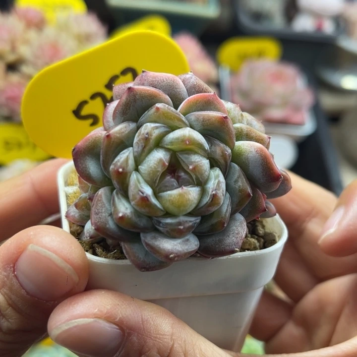 甜心E，4头群可拍5252