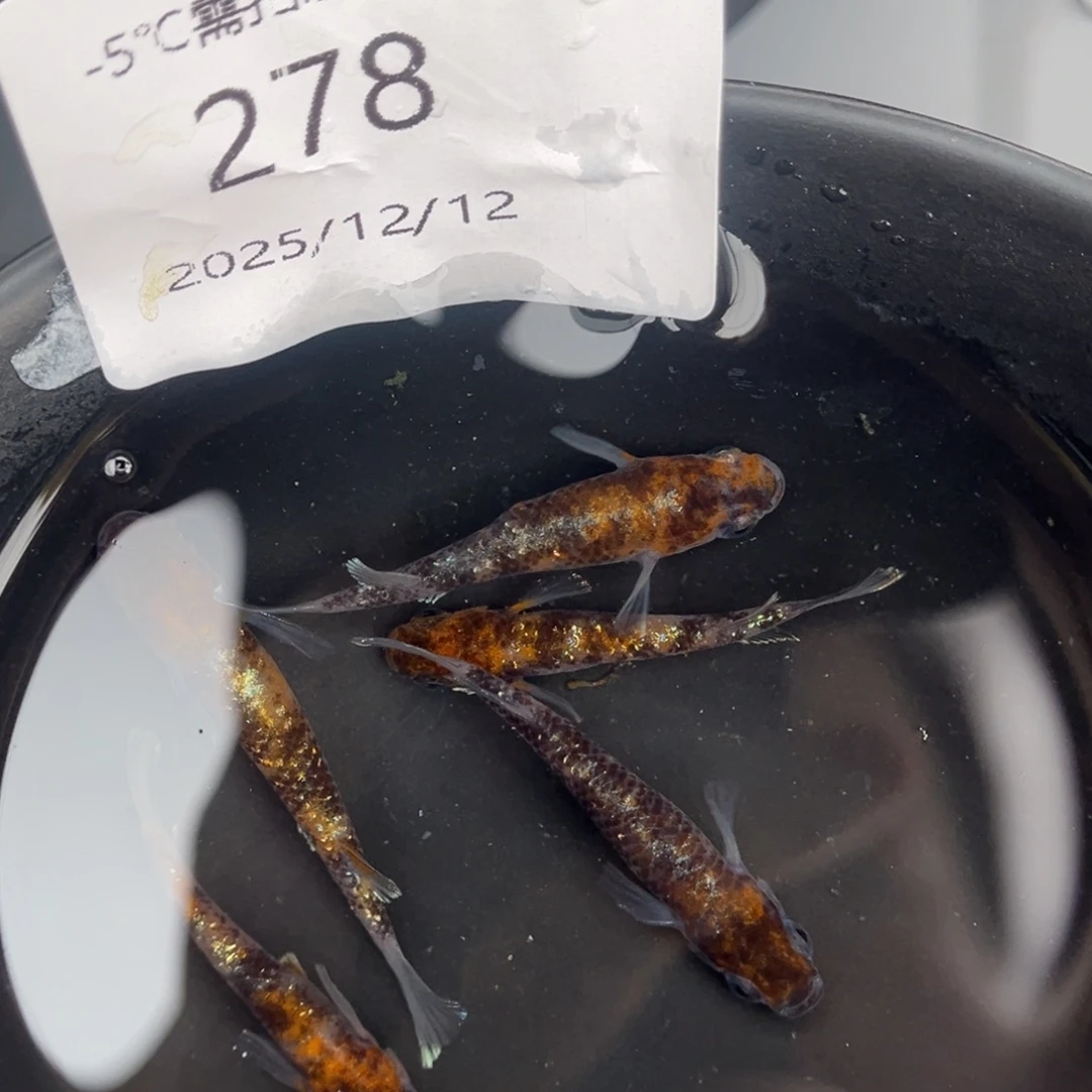 青鳉鱼278lu04五尾