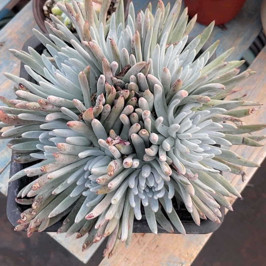 【闪购商品】葛*白鹭老庄