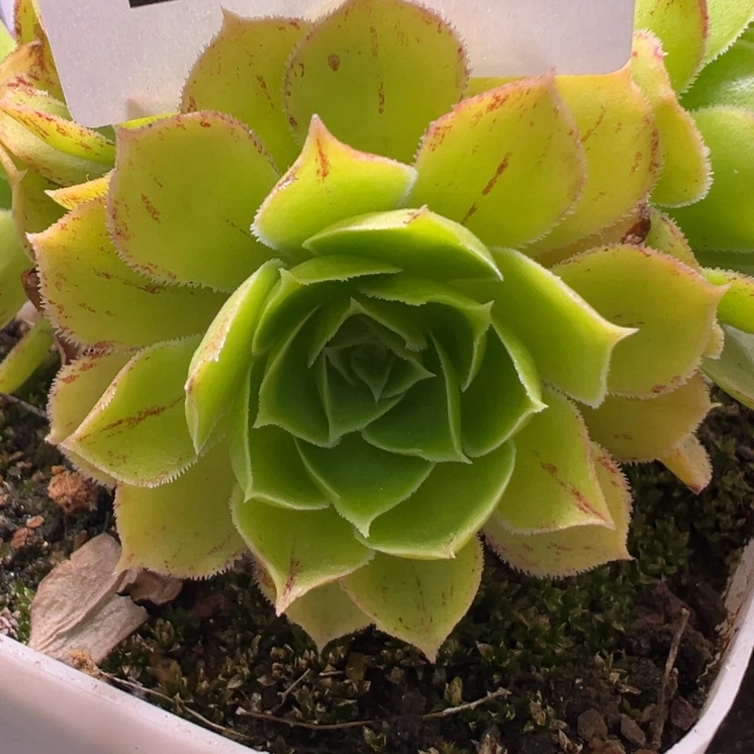 露妮418毛绒X若初尖叶带齿侧芽