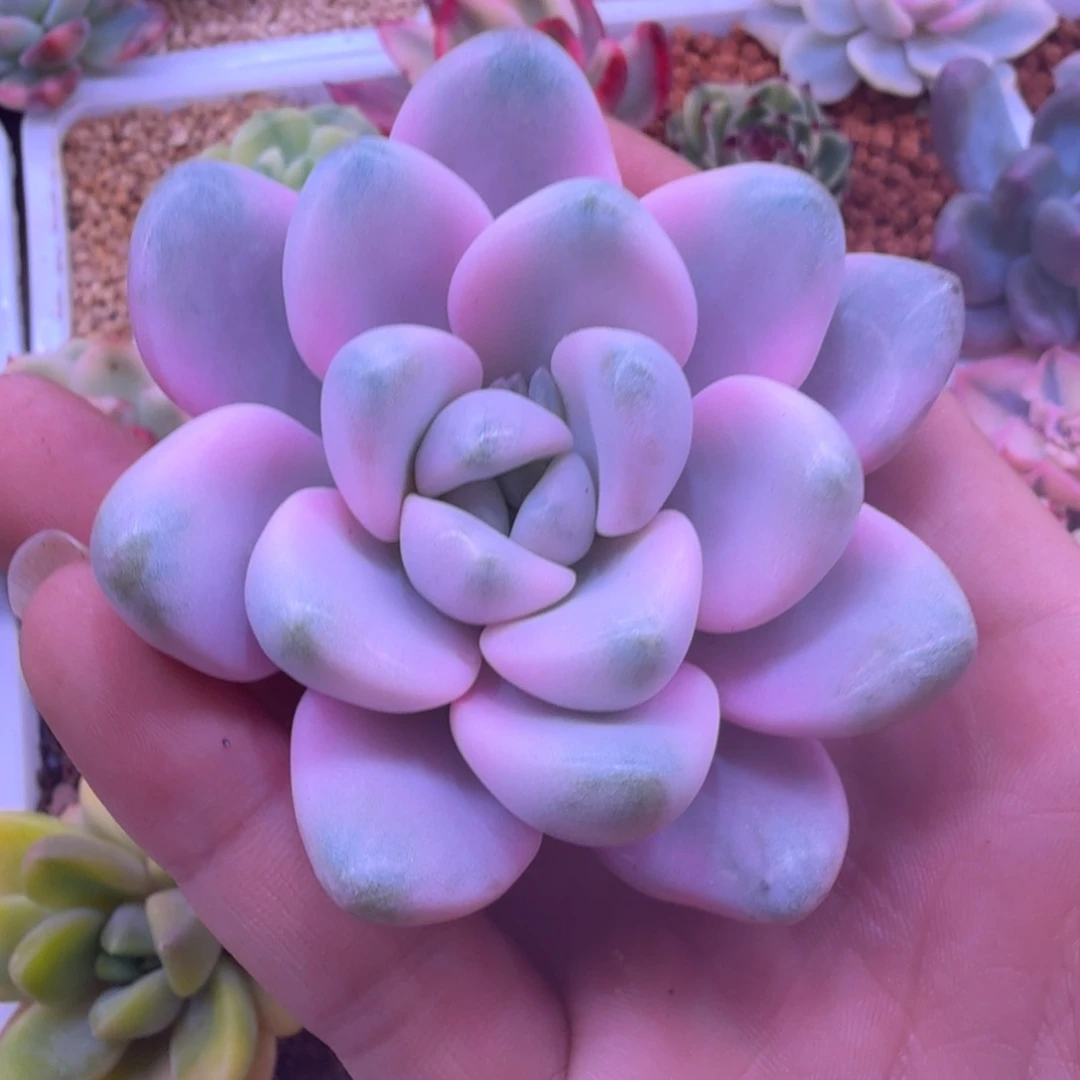 花瓣鹿锦 头盖 多肉