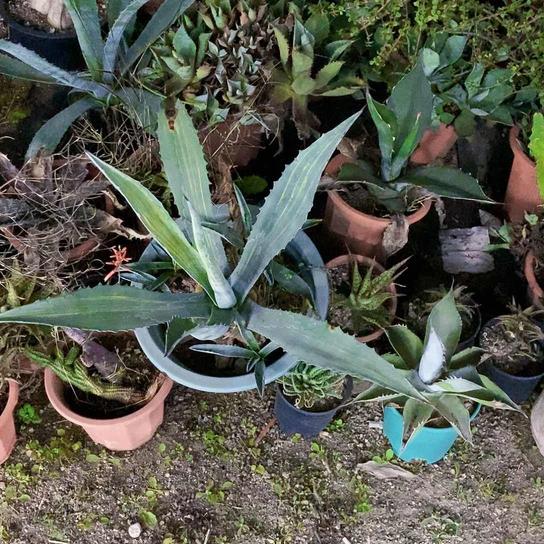 7*美洲龙一颗111111