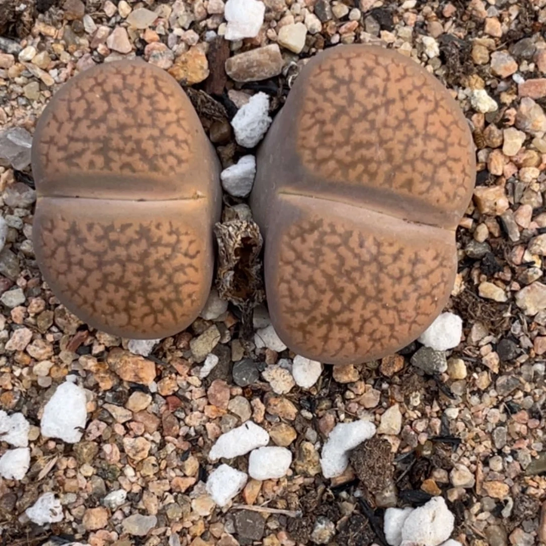 非偏远满20包邮128