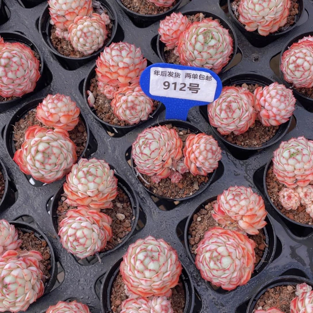 912号全状态小红船小红p双头一个