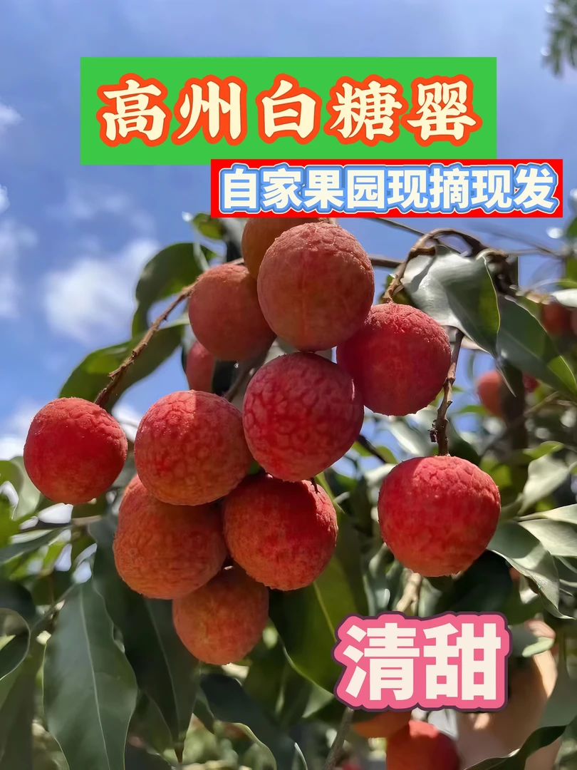 广东高州白糖罂荔枝新鲜现摘当季水果香甜多汁空运包邮