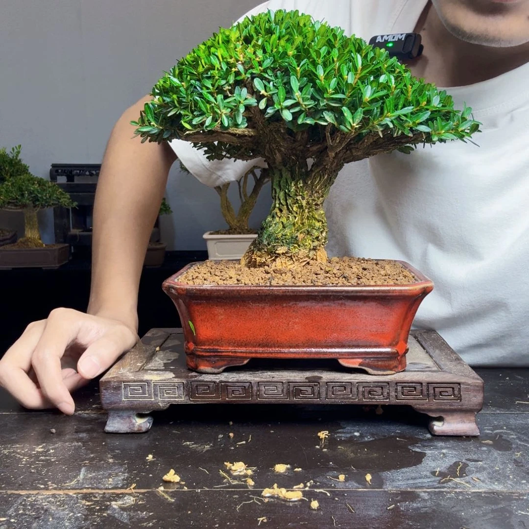 骄***子无花朵黄杨盆景一物一拍