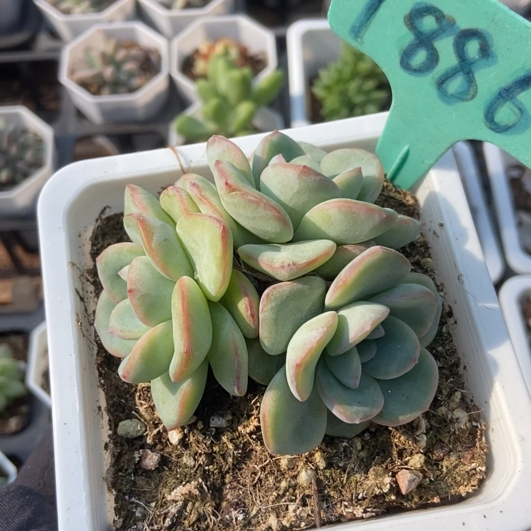 1886泡芙多肉植物保护