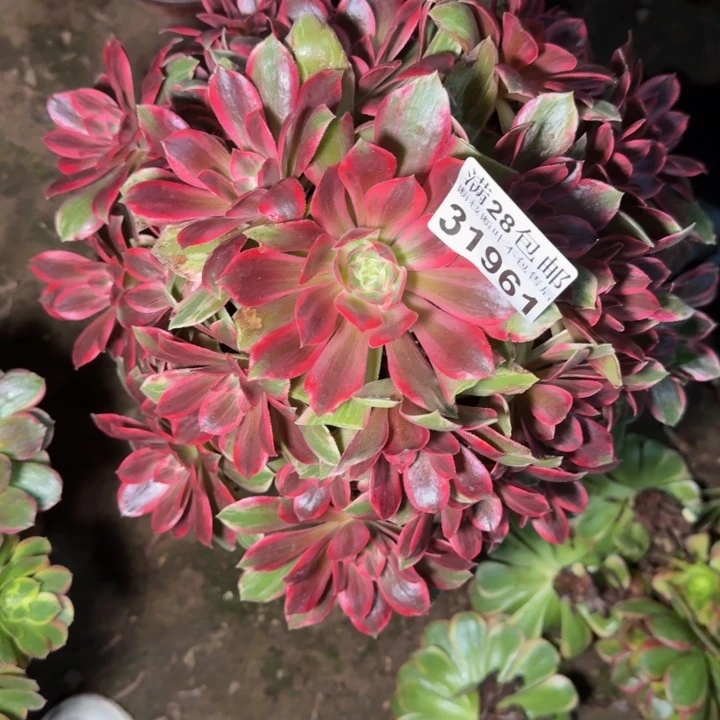 31961浣纱多肉植物