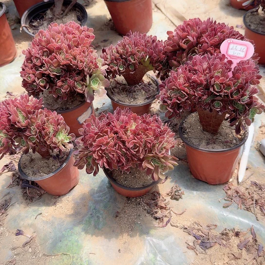 我***弟火玫瑰朵朵共6颗