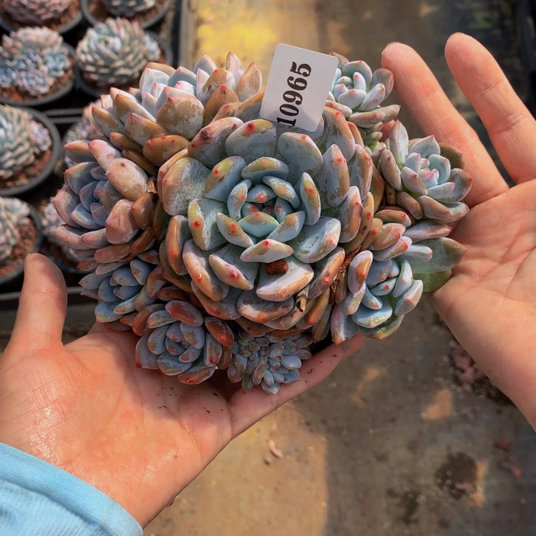 10965嗯嗯嗯嗯嗯嗯嗯好喜欢我