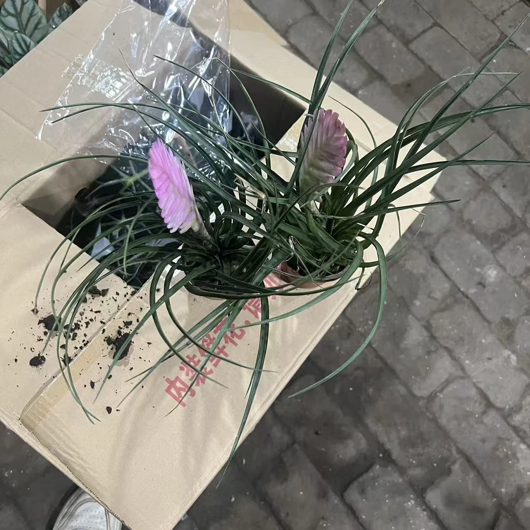 铁兰花盆栽带花办公室内花好养植物 拍一发二 延