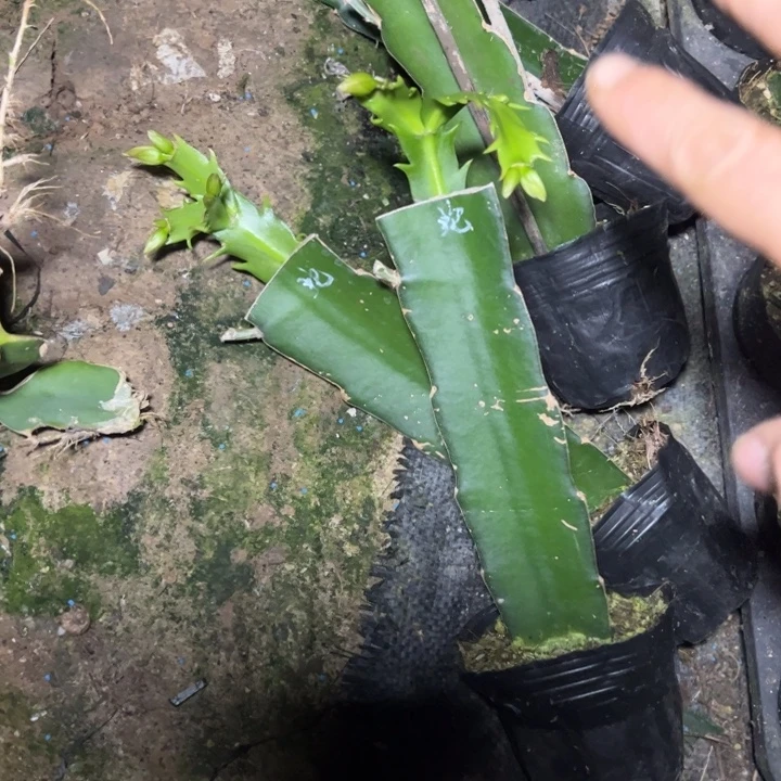 蛇蝎美人嫁接小苗带盆发货一颗60