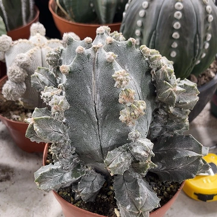 仙人球开花仙人球上