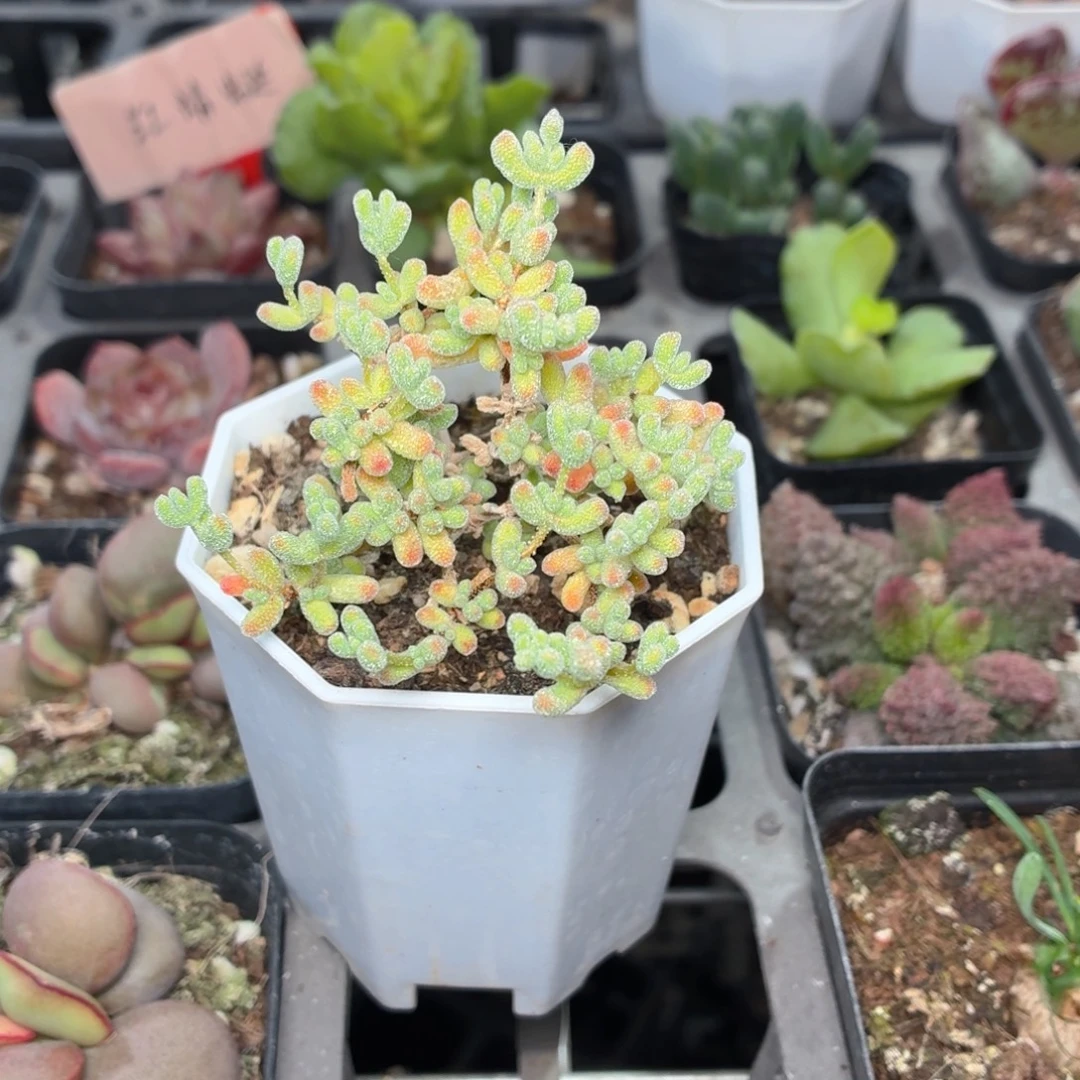 彩色冰晶多肉9.9包邮发货