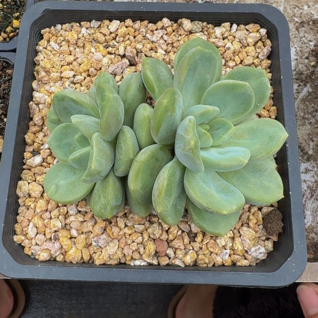 芒果冰 双头  一物一拍