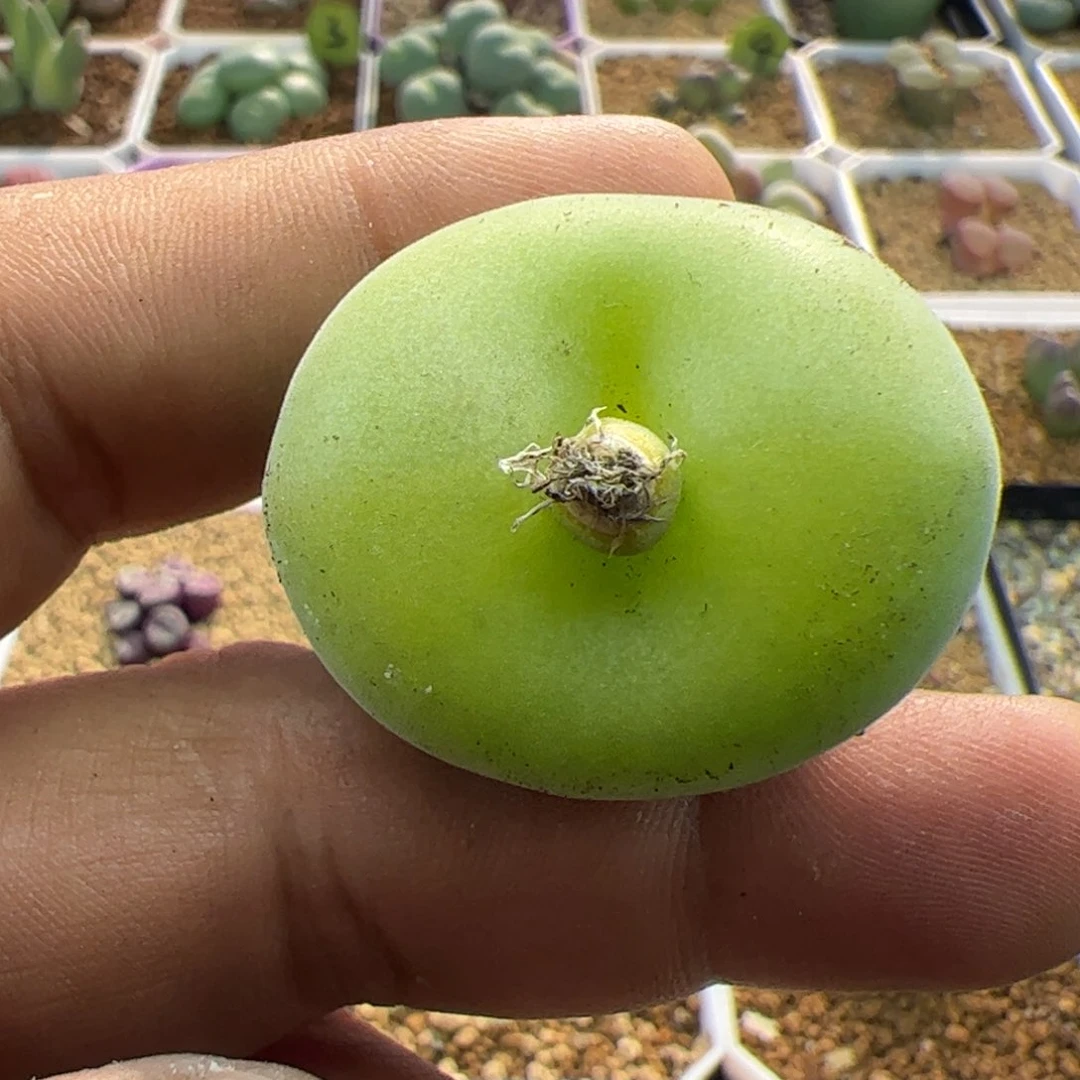 尺码3.5空卡22841