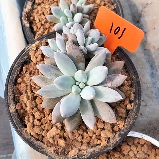 彩体哥特101号码牌子的话题