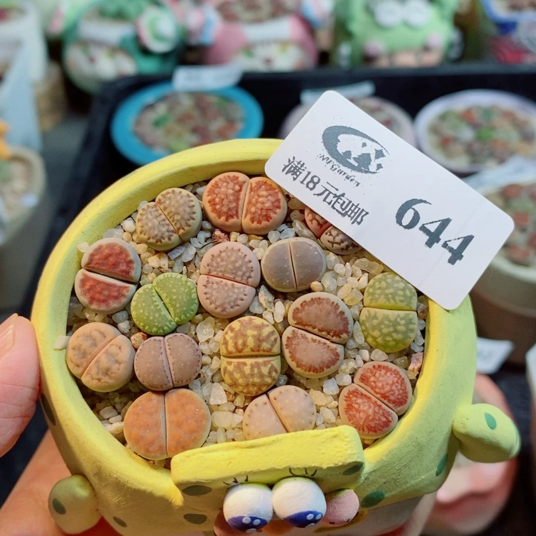 生石花花花花开了644