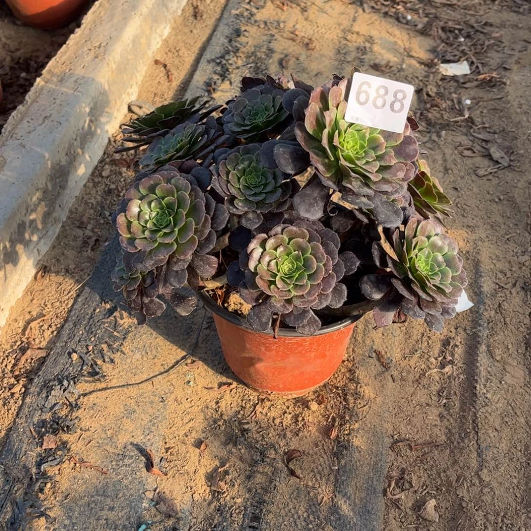 黑萝莉688不包断枝