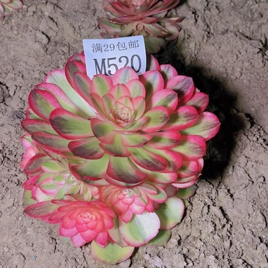 520荔枝多肉植物