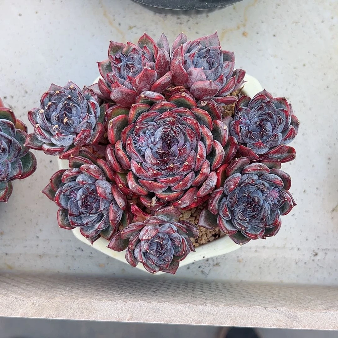 然然精品多肉蓝莓