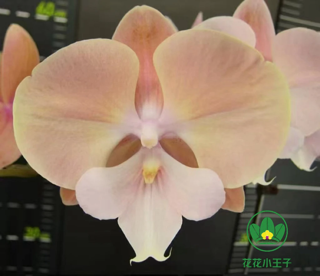 【花花小王子】蝴蝶兰2.5寸粉色系列好看好养