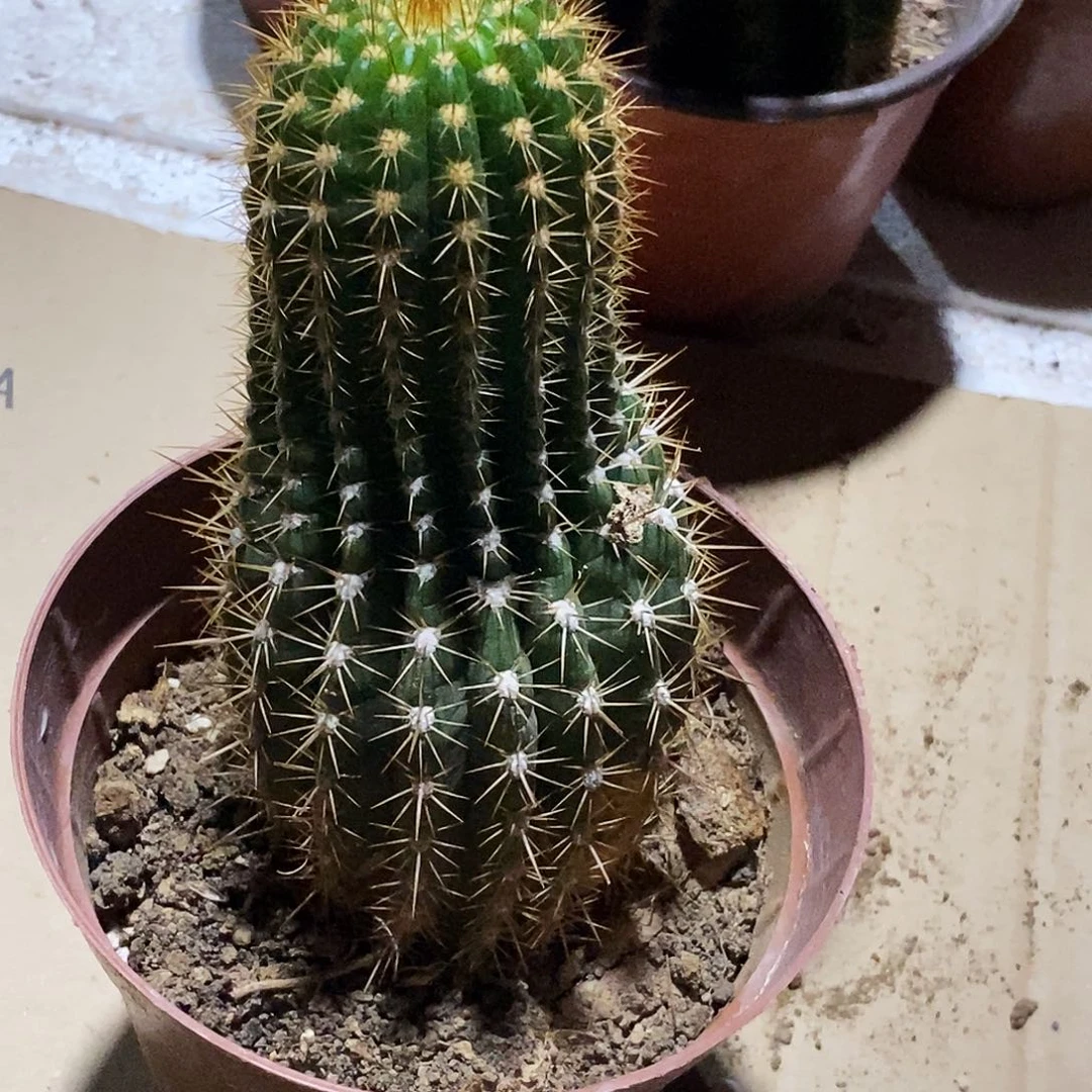 娜*?捣蛋鬼脱土脱盆20包邮/