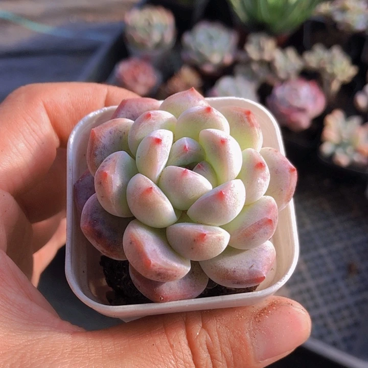 快***子英子10颗多肉。山东潍坊