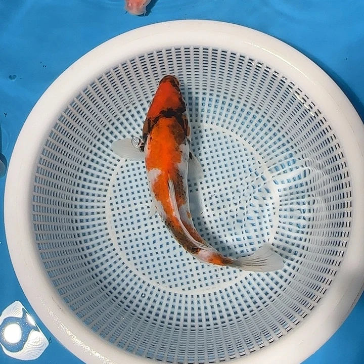 呵***呵海水锦鲤的故事是