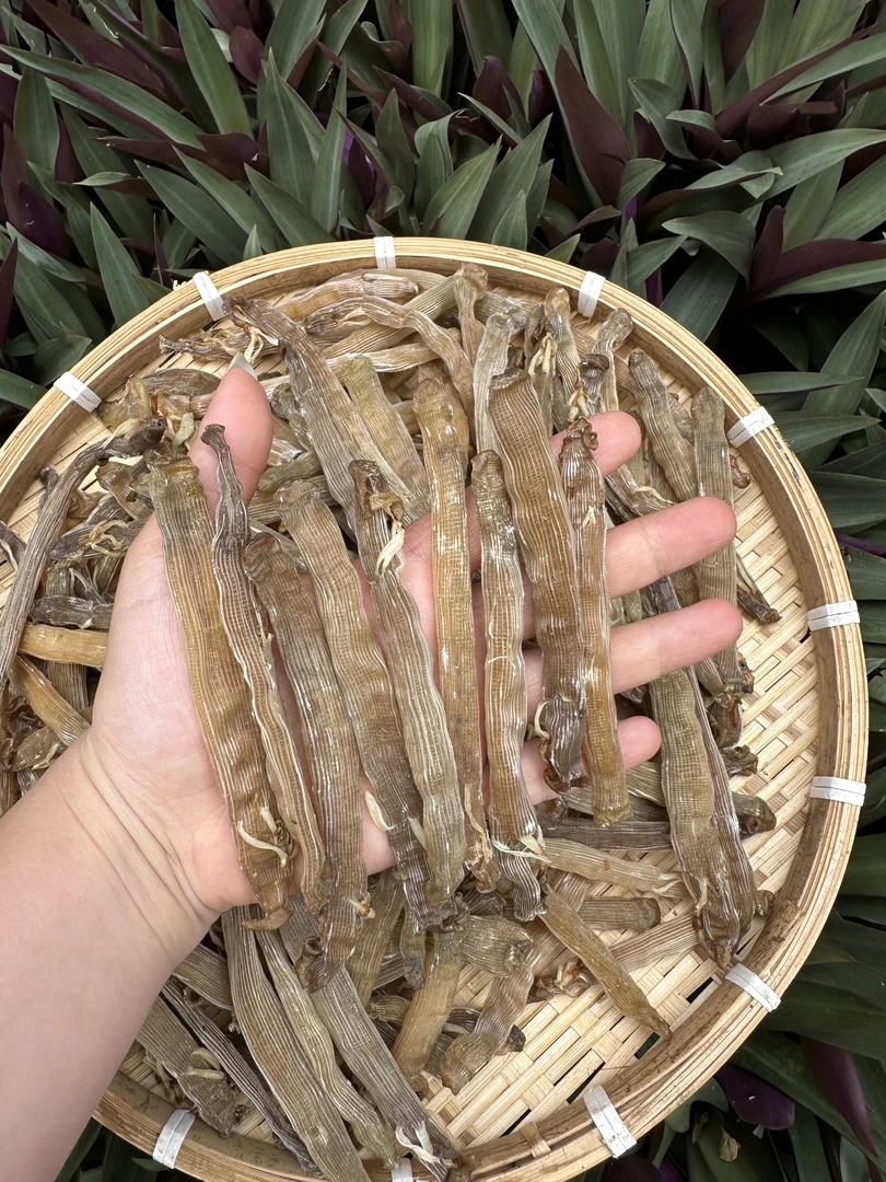 深海原生态大沙虫