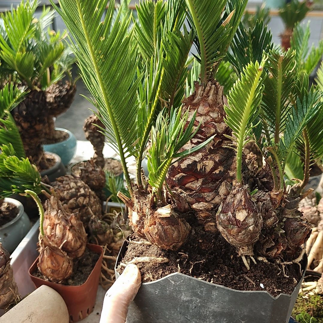 风***者无花朵白鳞铁盆景基地价