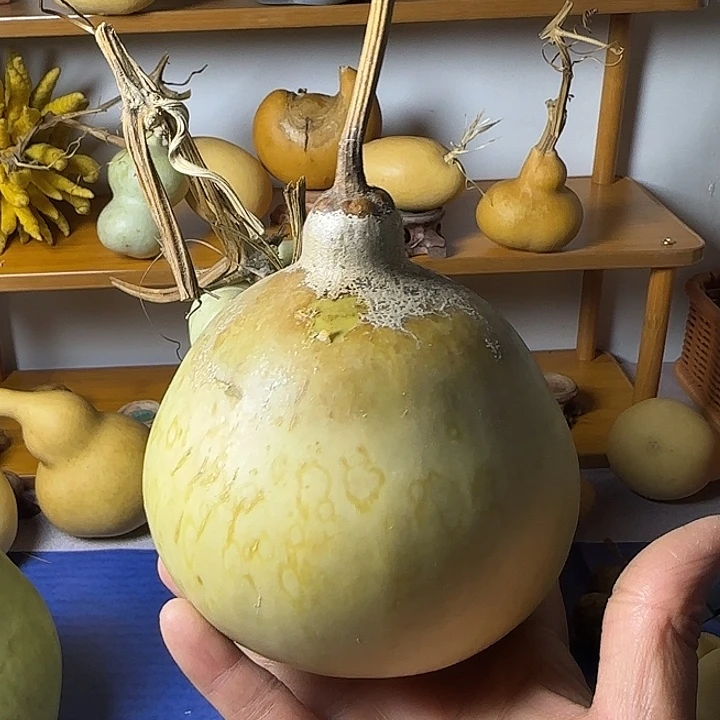 *****葫芦青皮葫芦手把件摆件