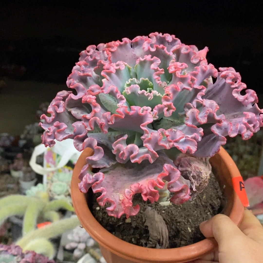 女王花笠大单头老桩