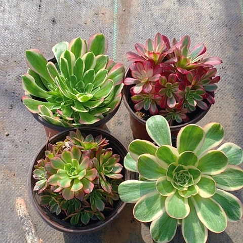 316四颗多肉植物