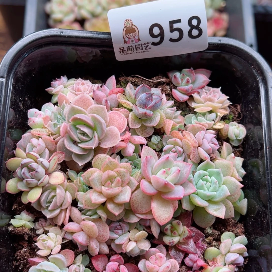 多肉植物多肉植物
