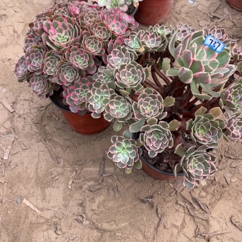 737多肉植物组合，