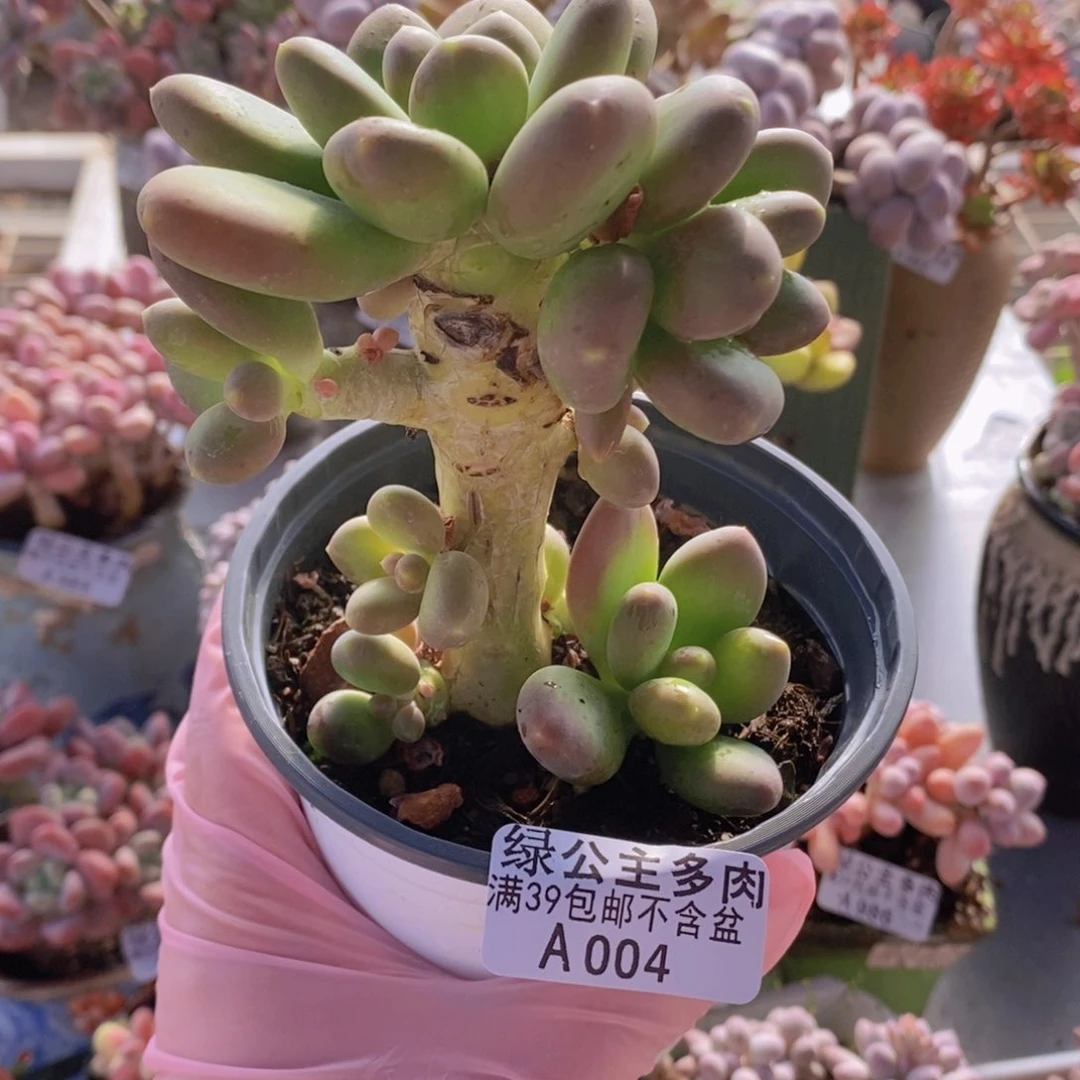 芒果奶树9cm004多肉植物