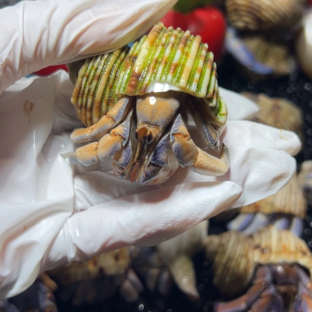 异色紫陆口径2.8口