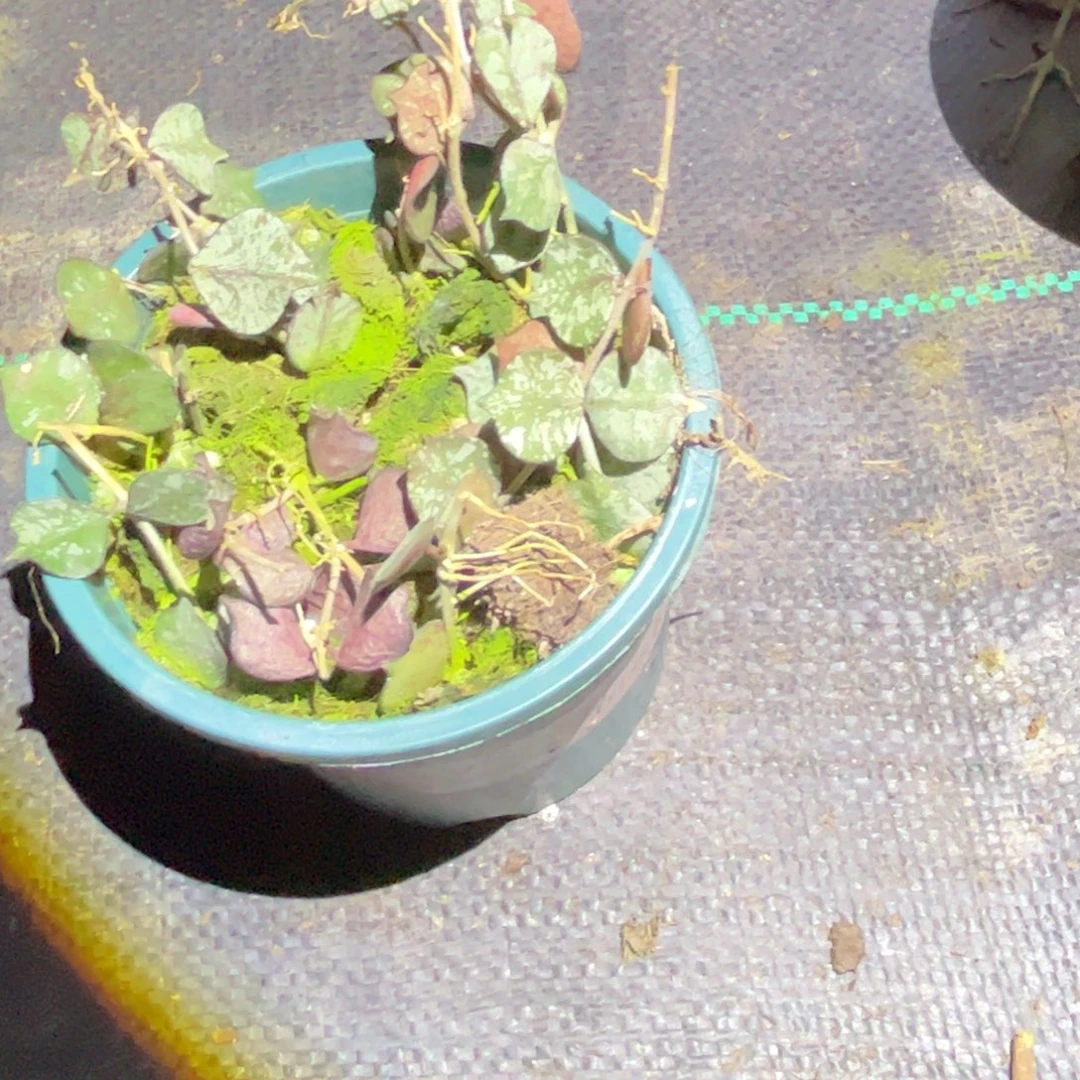 l***嘎无花朵小章鱼球兰