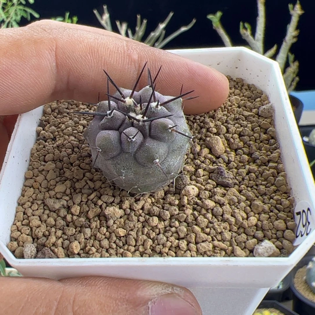 黑王丸2.4一物一拍脱土发