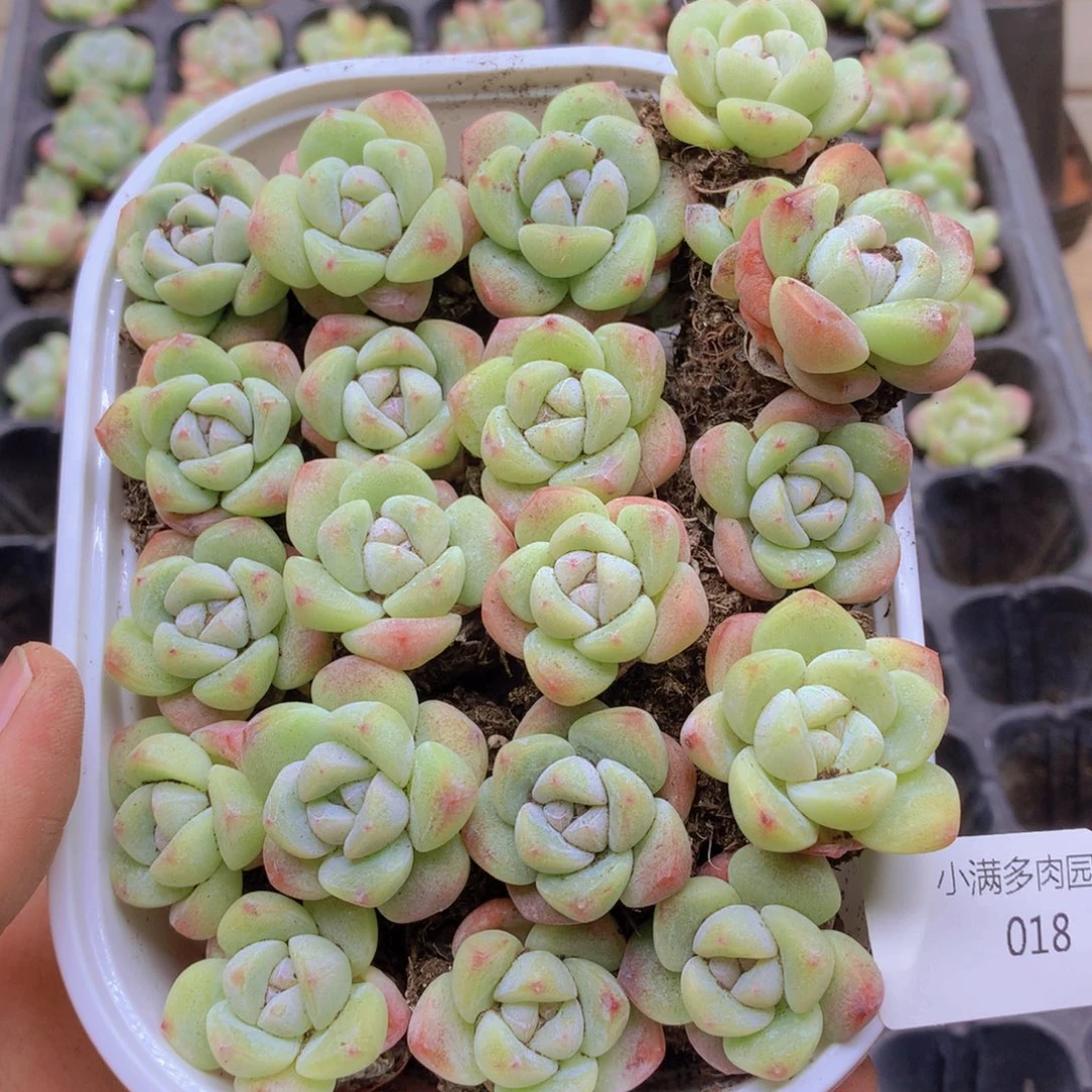 我要去看你了啊018