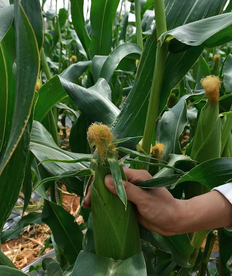 【顺丰包邮】（农家散户种植）正宗肇庆广宁玉米  甜玉米 糯玉米