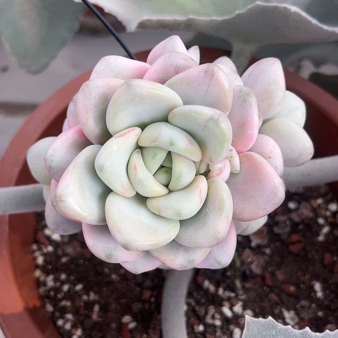 花瓣鹿锦嫁接多肉植物