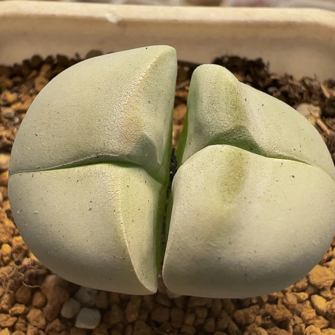 36多肉植物百科植物