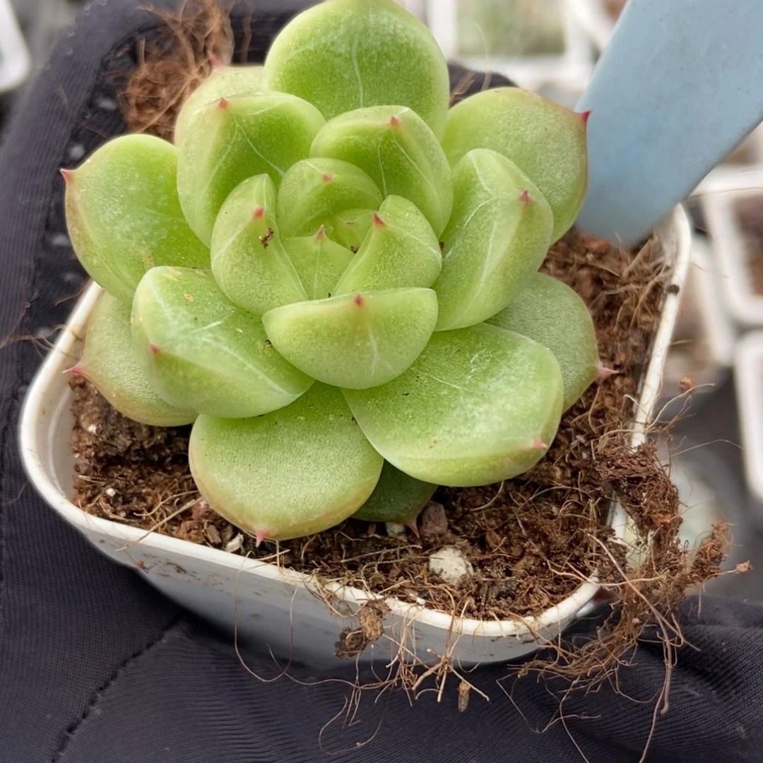 6057灯泡珍妮多肉馅