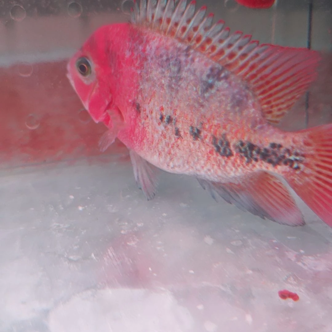 海水鱼淡水热带鱼罗汉鱼大苗