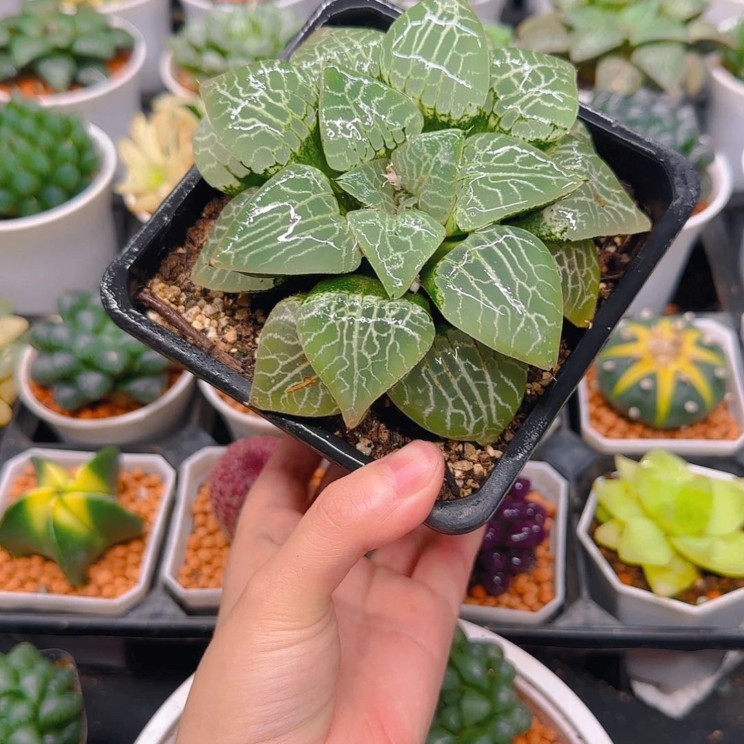 巨大化母本101，原盆